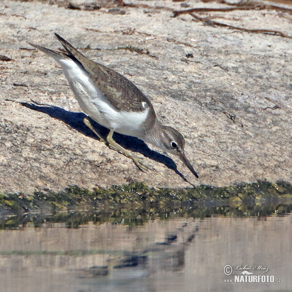 Flußuferiäufer (Actitis hypoleucos)