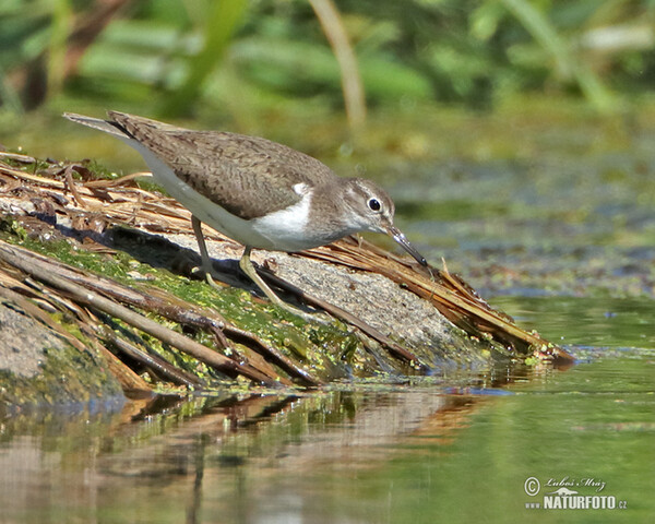 Flußuferiäufer (Actitis hypoleucos)