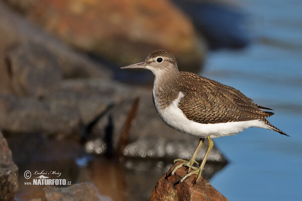 Flußuferiäufer (Actitis hypoleucos)