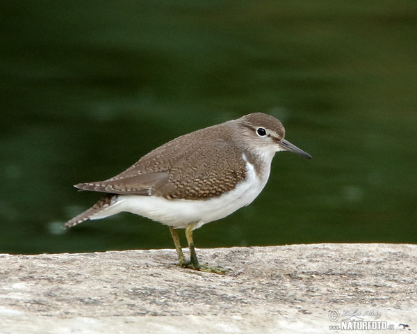 Flußuferiäufer (Actitis hypoleucos)