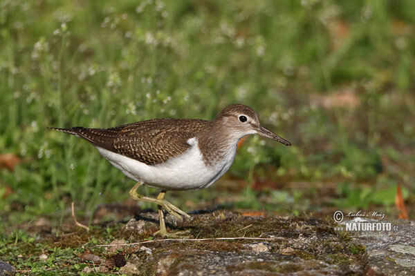 Flußuferiäufer (Actitis hypoleucos)