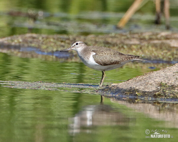 Flußuferiäufer (Actitis hypoleucos)