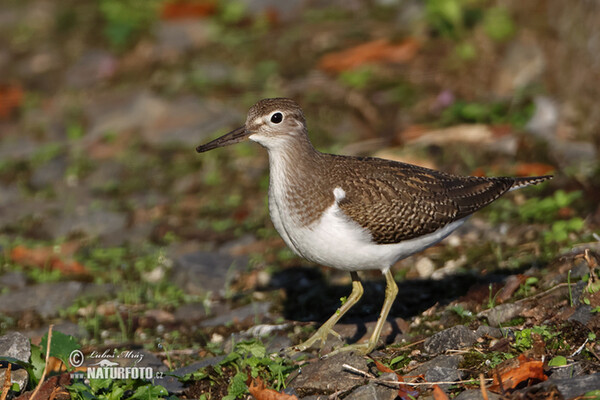 Flußuferiäufer (Actitis hypoleucos)