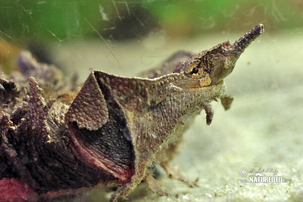 Fransenschildkröte (Chelus fibriata)