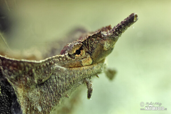 Fransenschildkröte (Chelus fibriata)