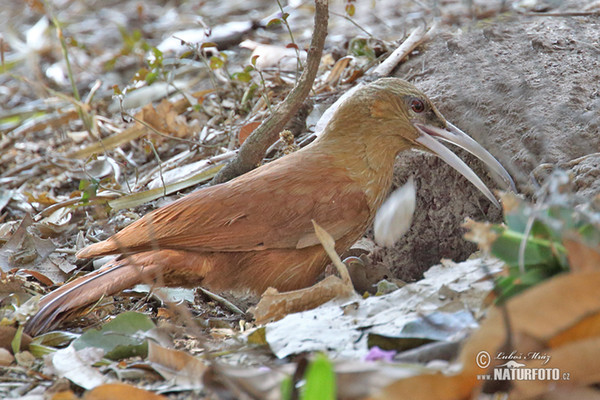 Fuchsroter Baumsteiger (Xiphocolaptes major)