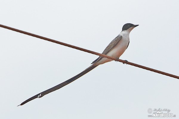 Gabelschwanz-Königstyrann (Tyrranus savana)