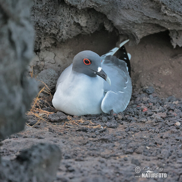 Gabelschwanzmöwe (Creagrus furcatus)