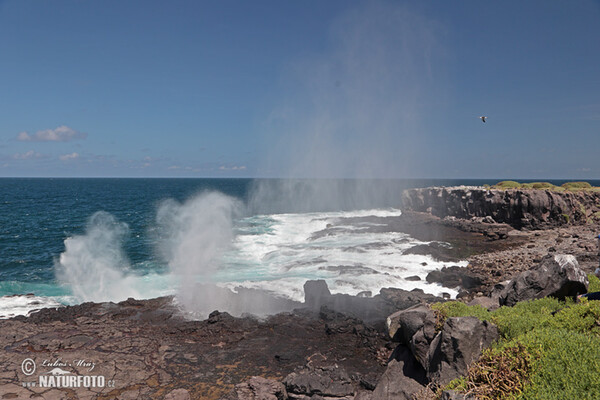 Galápagos (Galapagy)