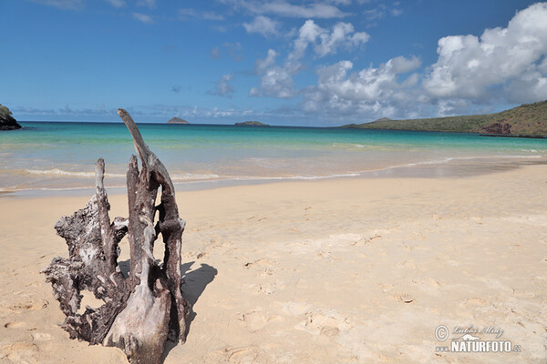 Galápagos (Galapagy)