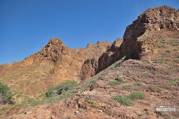 Galápagos (Galapagy)