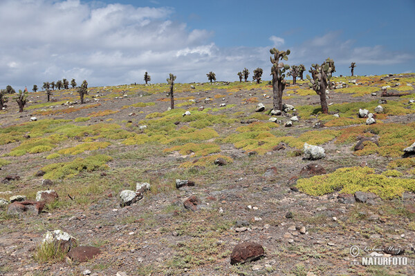 Galápagos (Galapagy)