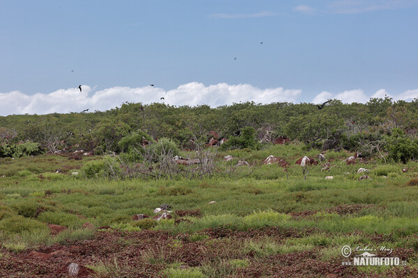 Galápagos (Galapagy)