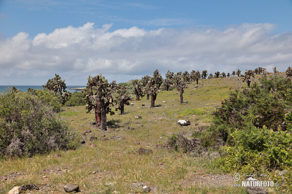 Galápagos (Galapagy)