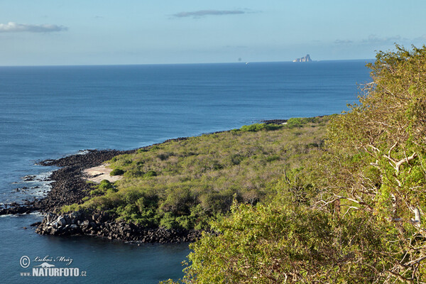 Galápagos (Galapagy)