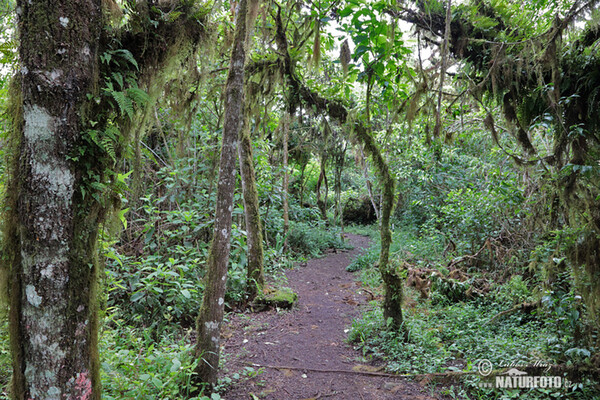 Galápagos (Galapagy)