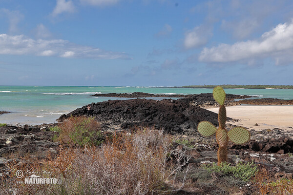 Galápagos (Galapagy)