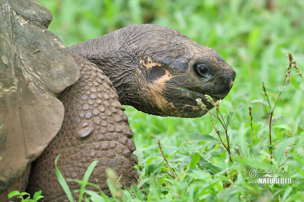 Galapagos-Reisenschildkröten (Geochelone nigra complex)