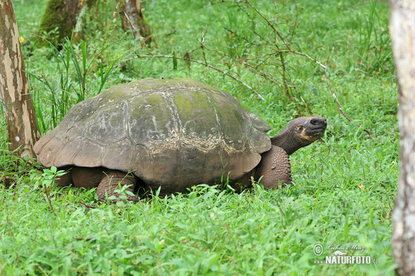 Galapagos-Reisenschildkröten (Geochelone nigra complex)