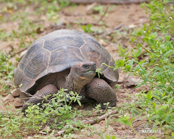 Galapagos-Reisenschildkröten (Geochelone nigra complex)