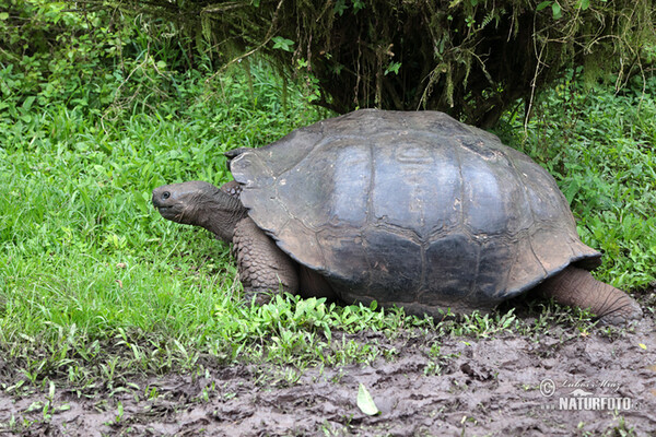 Galapagos-Reisenschildkröten (Geochelone nigra complex)