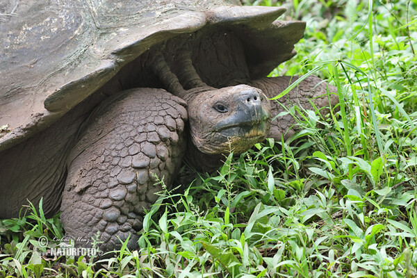 Galapagos-Reisenschildkröten (Geochelone nigra complex)