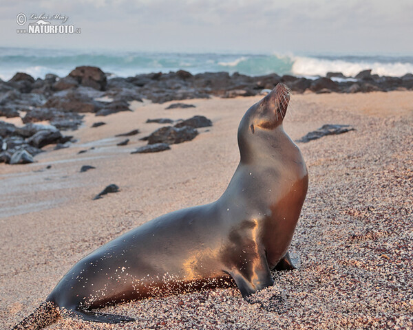 Galápagos-Seebär (Arctocephalus galapagoensis)