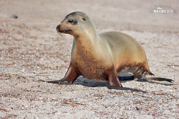 Galápagos-Seebär (Arctocephalus galapagoensis)