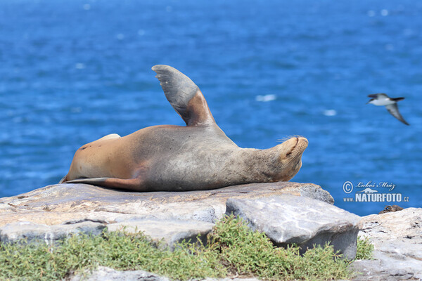 Galápagos-Seebär (Arctocephalus galapagoensis)