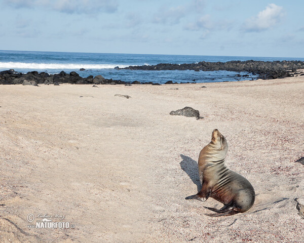 Galápagos-Seebär (Arctocephalus galapagoensis)