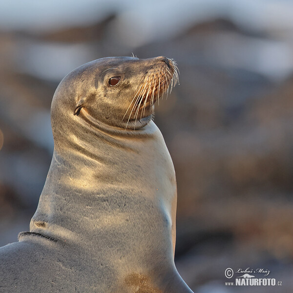 Galápagos-Seebär (Arctocephalus galapagoensis)