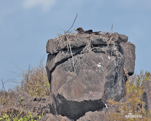 Galápagosbussard (Buteo galapagoensis)