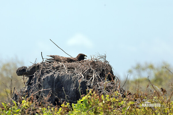 Galápagosbussard (Buteo galapagoensis)