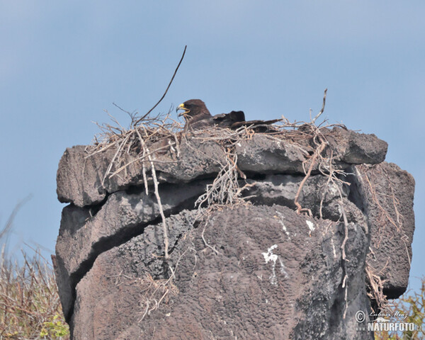 Galápagosbussard (Buteo galapagoensis)