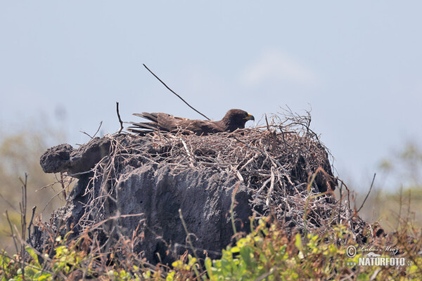 Galápagosbussard (Buteo galapagoensis)