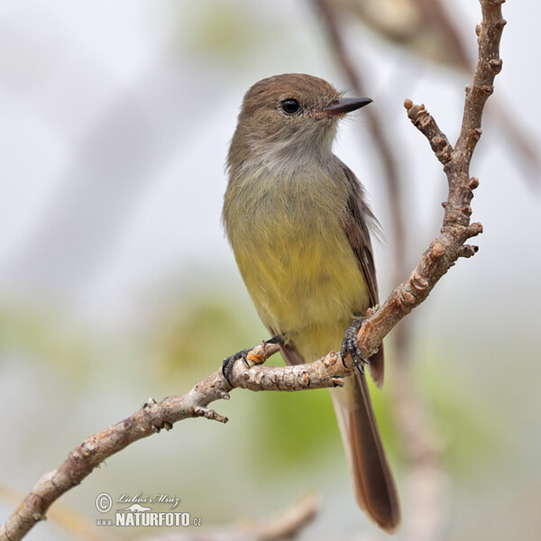 Galápagosschopftyrann (Myiarchus magnirostris)