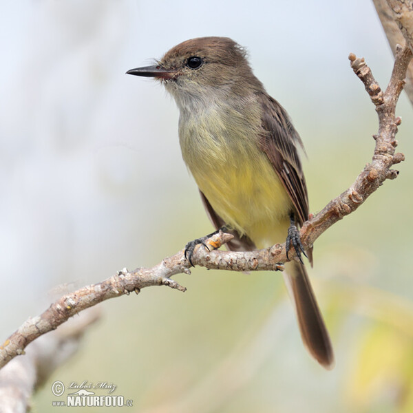 Galápagosschopftyrann (Myiarchus magnirostris)