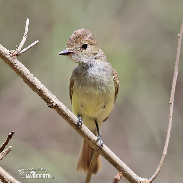 Galápagosschopftyrann (Myiarchus magnirostris)