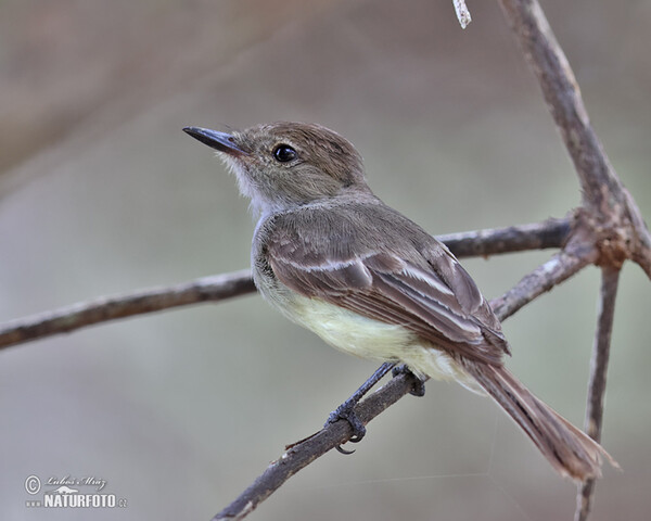 Galápagosschopftyrann (Myiarchus magnirostris)