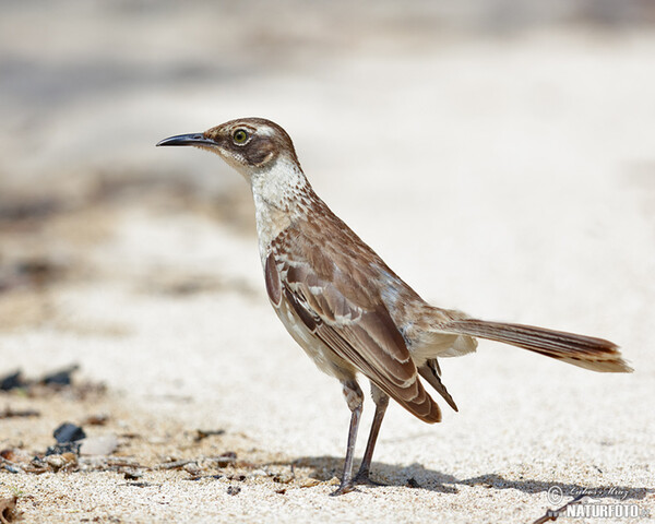 Galápagosspottedrossel (Mimus parvulus)