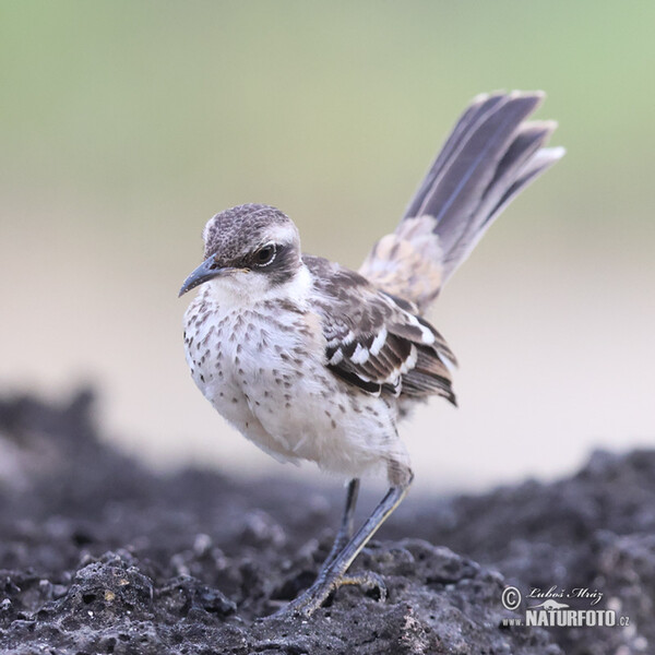 Galápagosspottedrossel (Mimus parvulus)