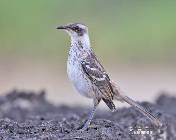 Galápagosspottedrossel (Mimus parvulus)