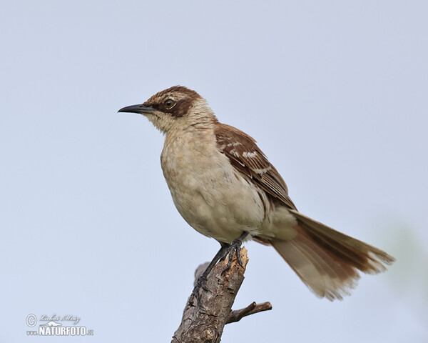 Galápagosspottedrossel (Mimus parvulus)