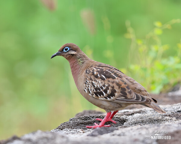 Galápagosstaube (Zenaida galapagoensis)