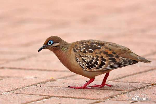 Galápagosstaube (Zenaida galapagoensis)