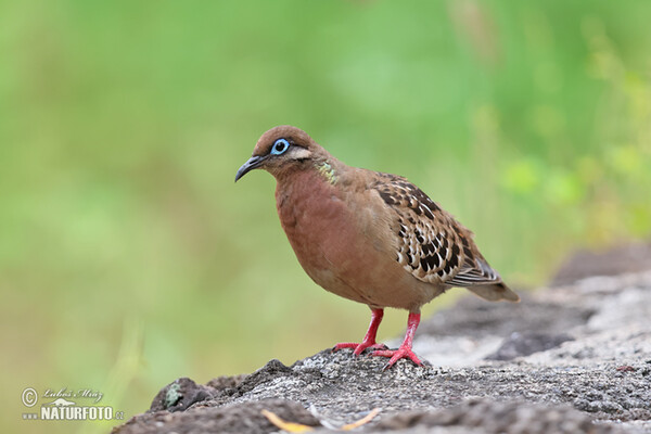 Galápagosstaube (Zenaida galapagoensis)