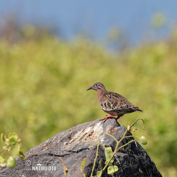 Galápagosstaube (Zenaida galapagoensis)