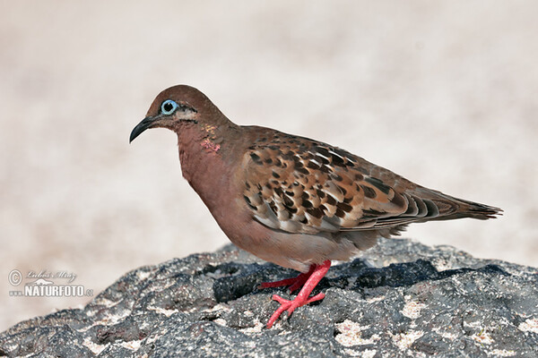 Galápagosstaube (Zenaida galapagoensis)