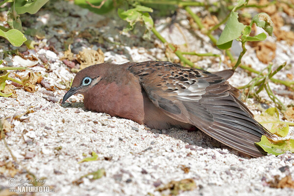 Galápagosstaube (Zenaida galapagoensis)