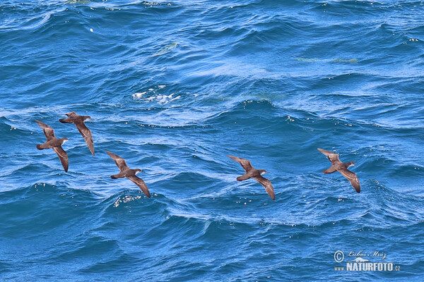 Galápagossturmtaucher (Puffinus subalaris)